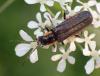 Cantharis pulicaria